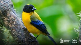 Quito, la capital mundial del avistamiento de aves